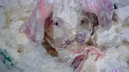 bacanal 2.jpg, nov. 2017 bacanal 2.jpg