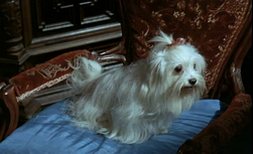 chien 10.jpg, sept. 2019