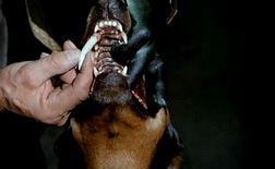 chien 12.jpg, sept. 2019