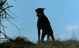 chien 4.jpg, sept. 2019